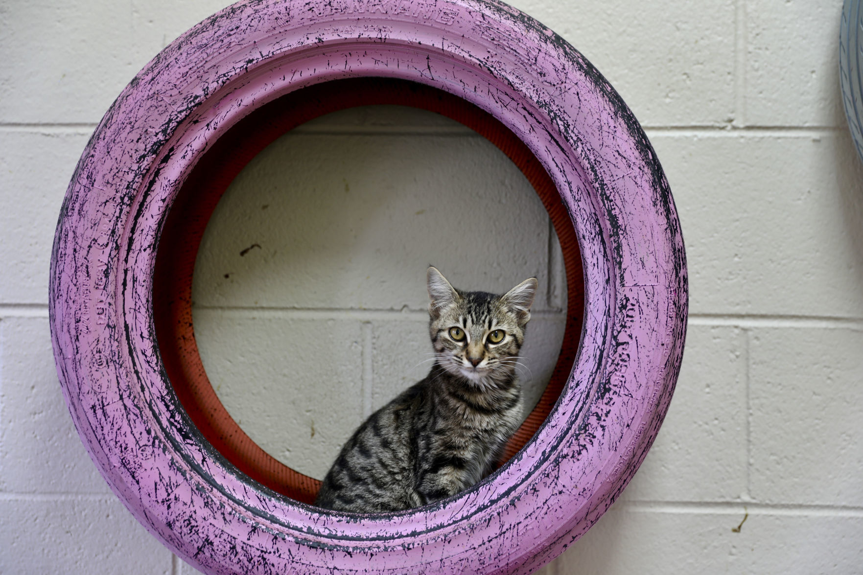 Orangeburg County Animal Shelter
